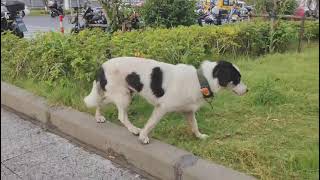 A Cute Dog is Awaiting His Owner at the Subway Exit Dog3 [upl. by Lilla]