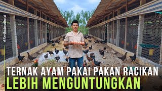 Sukses Ternak Ayam KUB Dengan Pakan Alternatif Lebih Cepat Besar dan Menguntungkan [upl. by Alrad12]