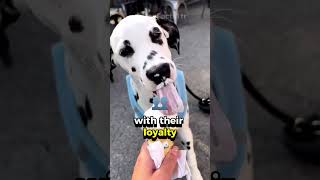 Why Dalmatians Are the Iconic Firefighting Dogs dogfacts cutedog petfunfacts doglovers [upl. by Samoht]