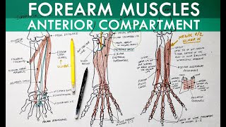 Forearm Muscles  Anterior Compartment  Anatomy Tutorial [upl. by Polk]