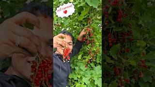 Red current ♥️ berries shorts youtubeshorts ytshorts viralshorts yummy wildberries nature [upl. by Akyre]