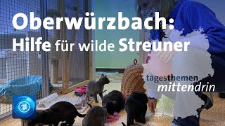 Oberwürzbach Kastrationspflicht für Katzen  tagesthemen mittendrin [upl. by Isiad485]