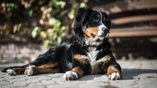 Bernese Mountain Dog Diet and Nutrition Guidelines [upl. by Atileda]