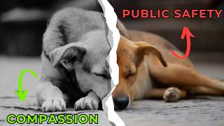 India’s Stray Dog Crisis Why the Current Approach is Failing [upl. by Auqinu]