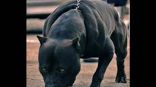 black pitbull panther [upl. by Jeaz]