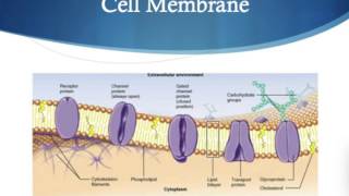 What is a Liposome [upl. by Dorian]