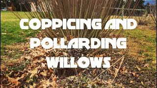 Coppicing and Pollarding Willows [upl. by Griffiths]