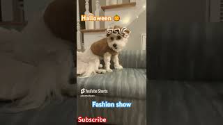 Does your pet wear costume pets halloween2024 halloweenpets subscribemychannel furrytailspets [upl. by Ivanah]