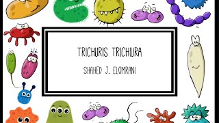 Trichuris Trichiura [upl. by Brier]