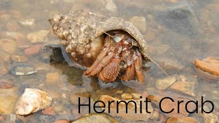 Hermit Crab [upl. by Namzed]