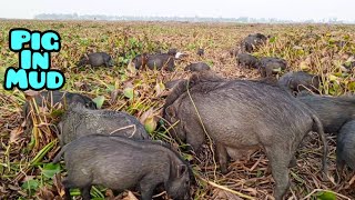 unbelievable pig rearing in beautiful natural environment in rural bangol is nowhere else to be seen [upl. by Ynnaej]