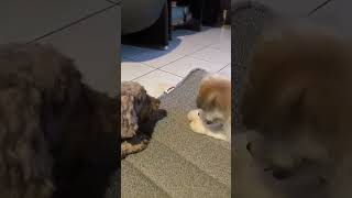 Sheiko amp Almond🐶shortsyoutube puppy shortvideo doglover shihtzuloverpets cute shihtzolovers [upl. by Case]