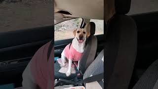 Owner tells dog hell be fined if he rides in front passenger seat🤑 [upl. by Ahsemrak259]