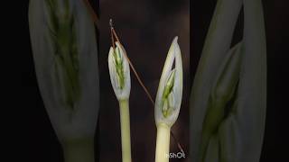 ניצני פריחת בתחבצלת קטנתפרחים 🎗 Vagaria parviflora [upl. by Sands]