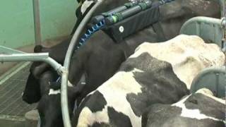 Reducing methane output in dairy cows [upl. by Nivanod]