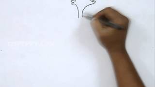 How to Draw Cilantro Coriander [upl. by Sillig848]