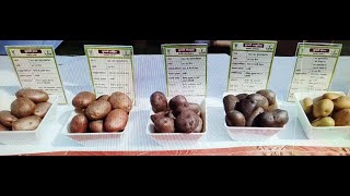 MANY TYPES OF POTATO  Black Potato  very different potato [upl. by Elenahc]