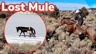 I lost an EXPENSIVE mule Vlog 30 [upl. by Samanthia]