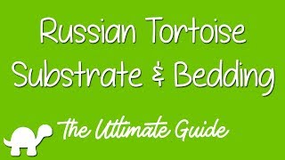 Russian Tortoise Substrate amp Bedding  Ultimate Guide [upl. by Aronoel]