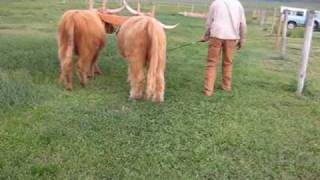 Scottish Highland Oxen [upl. by Mattah]