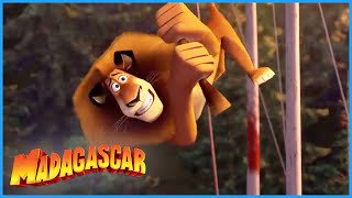 DreamWorks Madagascar  Alex The Trapeze Artist  Madagascar 3 Europes Most Wanted  Kids Movies [upl. by Naesar138]