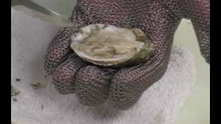 How to Shuck an Oyster Shucking Oysters [upl. by Quartana566]