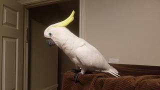 Cockatoo Talking Asks To Go To Bed PARROT VIDEO OF THE DAY [upl. by Suoinuj]