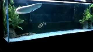 Platinum Silver Arowana Tank Update [upl. by Aronoel]