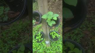 Diy tower garden using recycled materials and seeds foryou foryoupage satisfying garden reels [upl. by Intyrb]