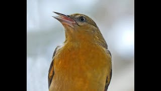 Immature Baltimore Oriole at Hummingbird Feeder [upl. by Ifill]