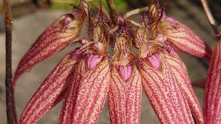 Cirrhopetalum  Bulbophyllum Elizabeth Ann Buckleberry FCCAOS [upl. by Yorgos]