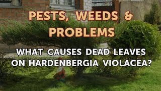 What Causes Dead Leaves on Hardenbergia Violacea [upl. by Svirad]