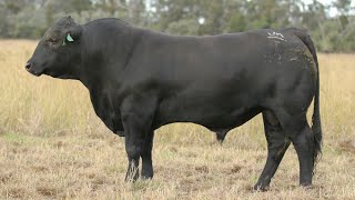 LOT 39  BRANGUS  JK CATTLE CO THRIVE T529 [upl. by Adnofal437]