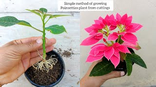 How to grow poinsettias plant from cuttings  How to grow poinsettias  poinsettia plant care [upl. by Gertruda451]