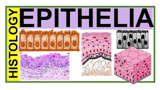 Chp3 Histology Inder Bir Singh  EPITHELIA  Histology of Epithelial Tissue  Histology [upl. by Anod135]