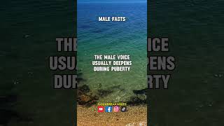 The Male Voice malefacts successmindset internetmoney shots [upl. by Siseneg]