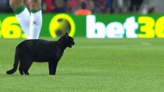 El gato del camp nou se rinde a Messi [upl. by Atram]