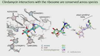 Molecular Mechanism of Protein Synthesis Inhibition in Cutibacterium acnes by Clindamycin [upl. by Klapp]