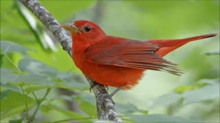 Summer Tanager The Song Bird [upl. by Neb188]