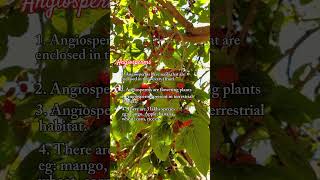 Difference between Angiosperms and Gymnosperms Hindi Urdu conceptsofbotany [upl. by Berman]