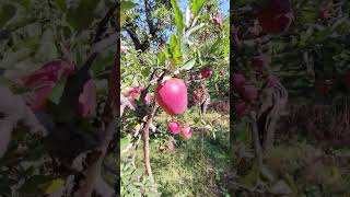 KULLU apple kashmir 🍏😋 saga orchid kulluapple youtubevideos viralvideo [upl. by Hayyim]