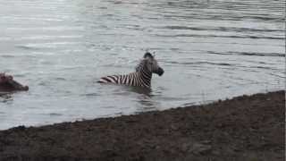 Crocodile vs zebra amazing encounter [upl. by Yelkcub]