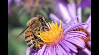 Bees and Flowers Pollination  Flowers and Bees Life in Nature  HD [upl. by Simonne]