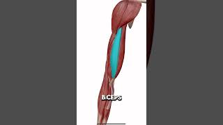 Músculos de la PARTE ANTERIOR del BRAZO anatomy anatomia anatomiafacil [upl. by Tram343]