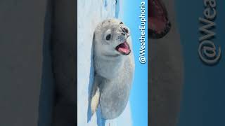 A Baby Seal Lounging  relaxingshorts calmingsounds weathereuphoria 4knature [upl. by Itnuahsa]