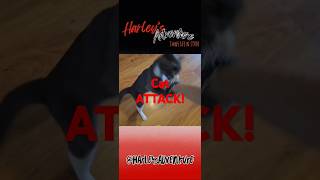 Feisty Cat Attacks Me HarleysAdventure kittyantics catattack catlover [upl. by Fen42]