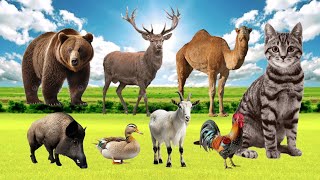 Bustling animal world sounds around us duck chicken goat pig bear camel moose cat [upl. by Jackquelin]