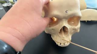 Skull Facial Bones and Fetal Skull Structures [upl. by Shirleen]