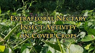 Extrafloral Nectary Insect Activity on Cover Crops [upl. by Fanni140]