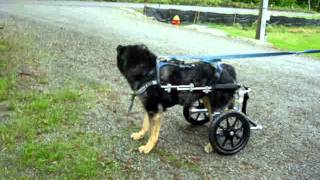 An Eddies Dog wheelchair for Aussie [upl. by Kearney]